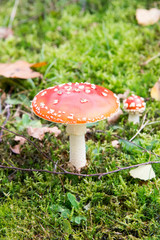 Fliegenpilz
