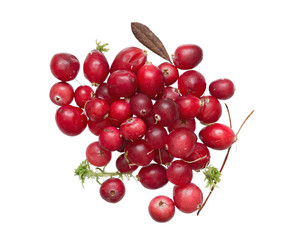 cranberry