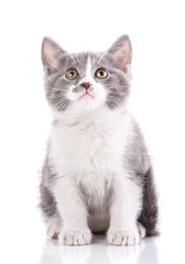 Cat. Cat from the street.