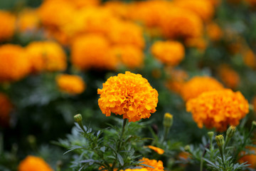 Close up of marigold orange flower.