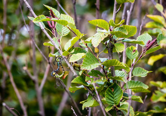 Libellen bei der Paarung