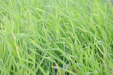 the green juicy grass texture