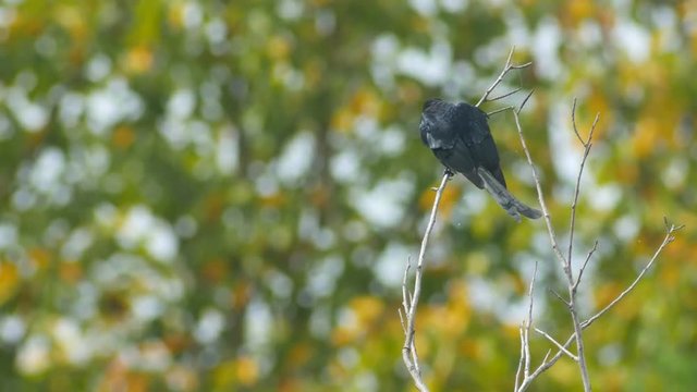 black drongo bird is cleaning its wing on the tree shoot