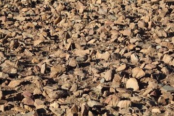 Rocks on a dry field
