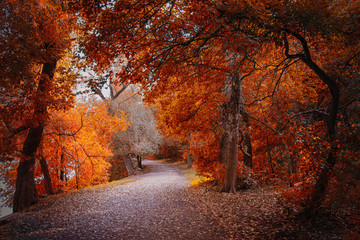 Naklejka na ściany i meble Trees with autumn leaves in the park
