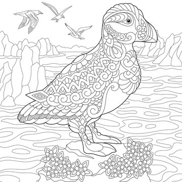 Coloring page of puffin, seabird of northern and Arctic waters. Freehand sketch drawing for adult antistress coloring book in zentangle style.