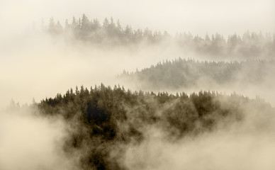 Nebel bedeckt den Bergwald