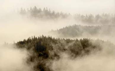 Foto auf Acrylglas Wohnzimmer Nebel bedeckt den Bergwald