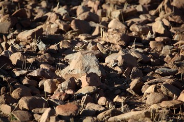 Rocks on a dry field