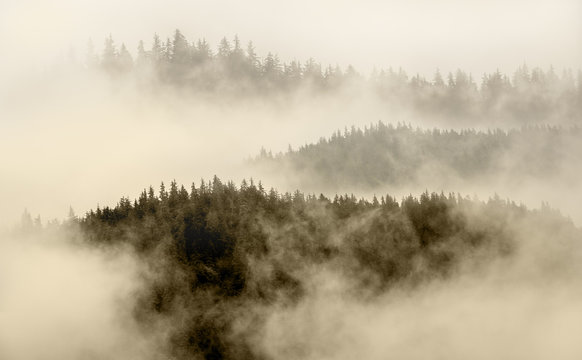 Fototapeta fog covering the mountain forest