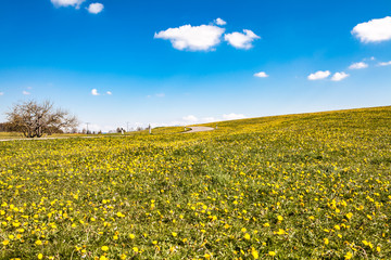 Obraz premium dandelion meadow in the spring