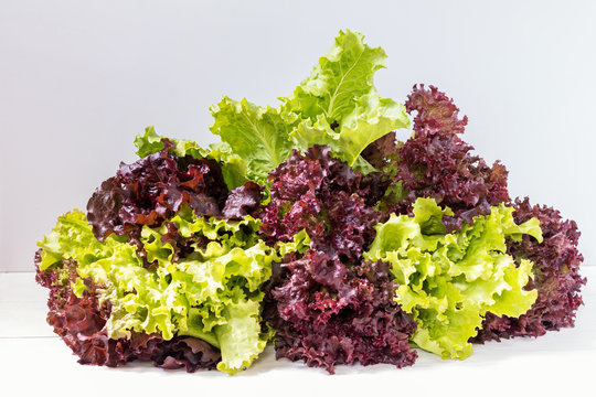 Fresh leaves of Lollo Rosso and Green lettuce