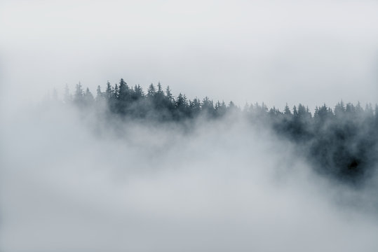 Fototapeta Minimal fog on top of trees sticking out of thick fog in Alaska in black and white 