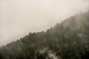 Fog covering the mountain forests