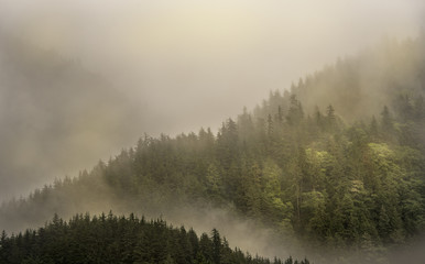 Fog covering the mountain forests