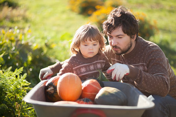 Toddler girl and her father harvesting orange pumpkins at the wheelbarrow.