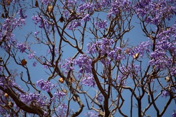 Blue flowers of a Jacaranda Tree
