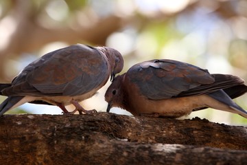 A pair of laughing doves