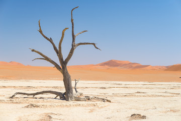 The scenic Sossusvlei and Deadvlei, clay and salt pan with braided Acacia trees surrounded by majestic sand dunes. Namib Naukluft National Park, must see and travel destination in Namibia.