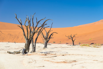 The scenic Sossusvlei and Deadvlei, clay and salt pan with braided Acacia trees surrounded by majestic sand dunes. Namib Naukluft National Park, must see and travel destination in Namibia.