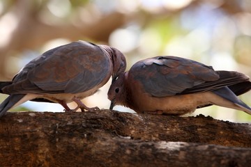 A pair of laughing doves