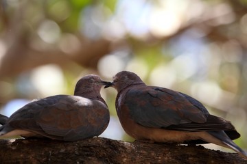 A pair of laughing doves