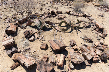 Petrified and mineralized tree trunk in the famous Petrified Forest National Park at Khorixas,...