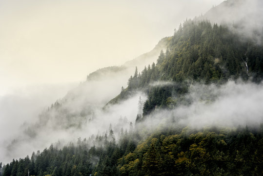 Fototapeta Misty fog on top of mountains and tree top for nature landscape background