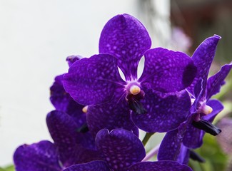A dark purple orchid.