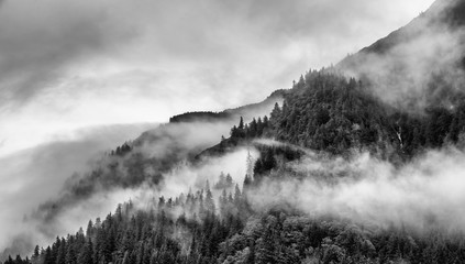 fog on mountain top with pine tree - 175254951