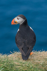 North Atlantic puffins at Faroe island Mykines