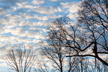 Fototapeta na wymiar Bare Trees against a Blue, Cloudy Sky