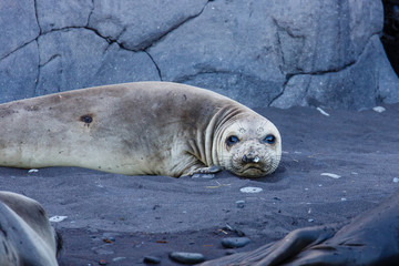 Elaphant Seals