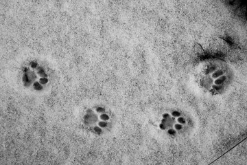 Dog Steps on the snow