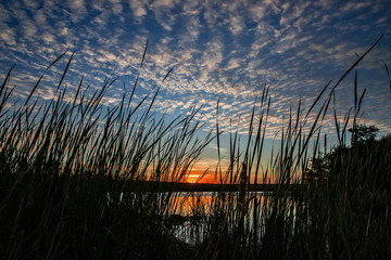 sunset through the weeds