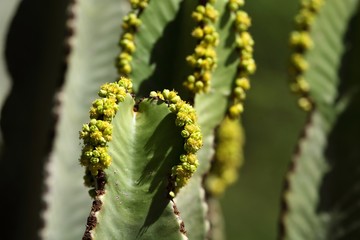 Naklejka premium Blossoms of an Euphorbia abyssinica