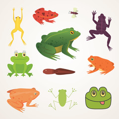 Obraz premium Exotic amphibian set. Frogs in different styles Cartoon Vector Illustration isolated. tropical animals