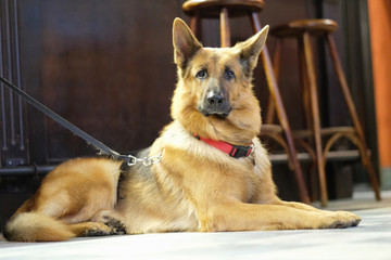 A dog sits on the floor in a cafe room amongst the wooden furniture