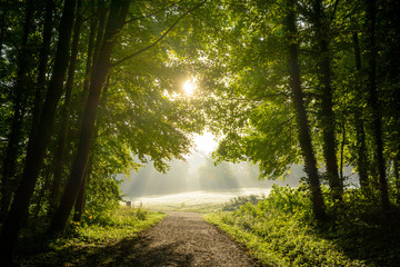 Early morning sunlight illuminating a misty grassland and bursting through the foliage of the wood.