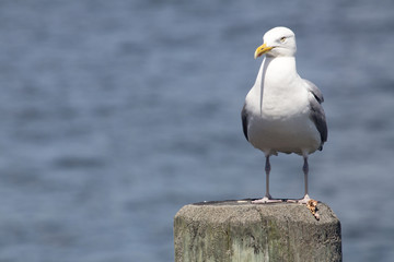 Common Gull (Larus Canus)