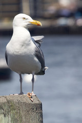 Common Gull (Larus Canus)