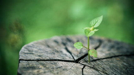 Tree Germination