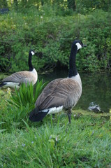 zwei kanadische Wildgänse