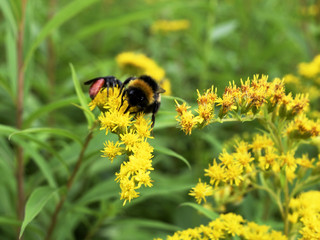 Hummel auf einer Blume, Bluete