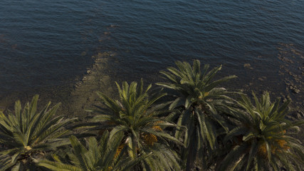 Dettaglio aerea delle foglie di palme tropicali davanti l' oceano, in Messico.