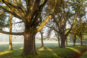 Trees illuminated by sunrise at the edge of a misty meadow.