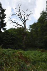 Verdoerrter Baum am Waldesrand