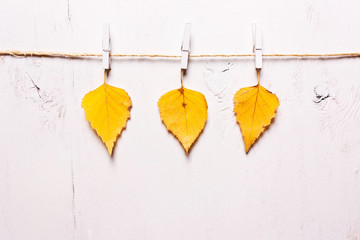 Three yellow leaves on a white background on clothespins