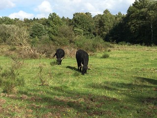 Rinder auf der Weide