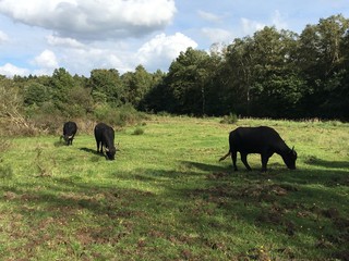 Rinder auf der Weide